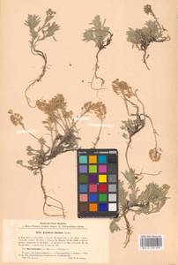 Alyssum lenense Adams, Eastern Europe, Eastern region (E10) (Russia)