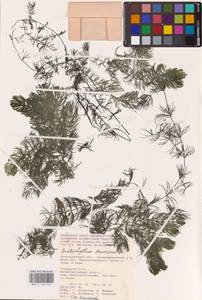 Ceratophyllum demersum L., Eastern Europe, Lower Volga region (E9) (Russia)