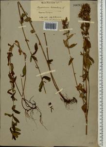 Hypericum hirsutum L., Eastern Europe, North-Western region (E2) (Russia)