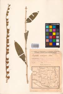 MHA 0 161 232, Digitalis grandiflora Mill., Eastern Europe, Eastern region (E10) (Russia)