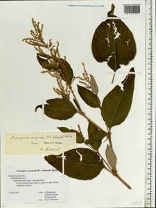 Koenigia weyrichii (F. Schmidt) T. M. Schust. & Reveal, Eastern Europe, North-Western region (E2) (Russia)