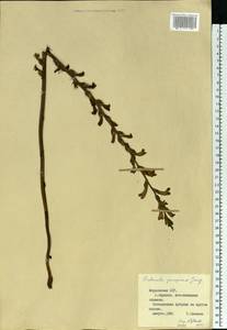 Phelipanche purpurea (Jacq.) Soják, Eastern Europe, Middle Volga region (E8) (Russia)