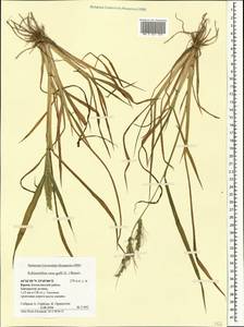 Echinochloa crus-galli (L.) P.Beauv., Crimea (KRYM) (Russia)