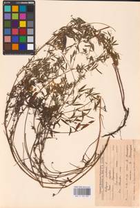 Lathyrus pratensis L., Eastern Europe, Central forest-and-steppe region (E6) (Russia)