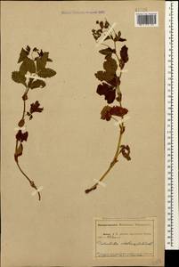 Potentilla elatior Willd. ex D. F. K. Schltdl., Caucasus, Abkhazia (K4a) (Abkhazia)