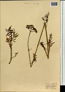 Valeriana officinalis L., Mongolia (MONG) (Mongolia)