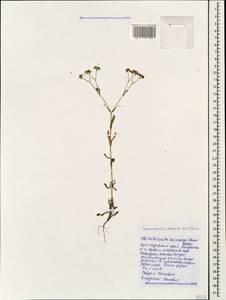 Valerianella dentata (L.) Pollich, Caucasus, Black Sea Shore (from Novorossiysk to Adler) (K3) (Russia)