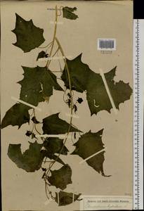 Chenopodiastrum hybridum (L.) S. Fuentes, Uotila & Borsch, Siberia, Baikal & Transbaikal region (S4) (Russia)