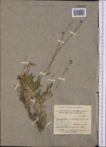 Gypsophila cephalotes (Schrenk) F.N. Williams, Middle Asia, Pamir & Pamiro-Alai (M2) (Tajikistan)