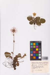 Geum montanum L., Eastern Europe, West Ukrainian region (E13) (Ukraine)