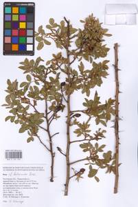 Rosa balsamica Besser, Eastern Europe, Rostov Oblast (E12a) (Russia)