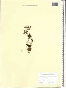 Corydalis caucasica DC., Caucasus, Black Sea Shore (from Novorossiysk to Adler) (K3) (Russia)