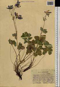 Aquilegia sibirica Lam., Siberia, Altai & Sayany Mountains (S2) (Russia)