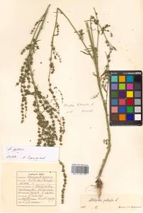 Atriplex patens (Litv.) Iljin, Siberia, Russian Far East (S6) (Russia)