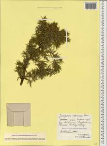 Juniperus communis var. communis, Caucasus, Dagestan (K2) (Russia)