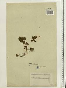 Glechoma hederacea L., Eastern Europe, Moscow region (E4a) (Russia)