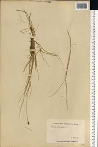 Carex dioica L., Eastern Europe, Estonia (E2c) (Estonia)