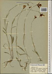 Campanula stevenii M.Bieb., Caucasus, Armenia (K5) (Armenia)
