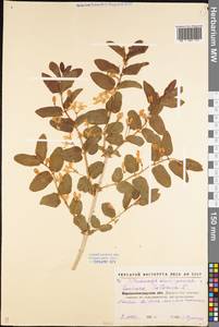 Lonicera tatarica L., Eastern Europe, North Ukrainian region (E11) (Ukraine)