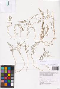 Suaeda prostrata Pall., Eastern Europe, Lower Volga region (E9) (Russia)