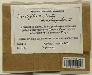 Brachytheciastrum trachypodium (Brid.) Ignatov & Huttunen, Bryophytes, Bryophytes - Krasnoyarsk Krai, Tyva & Khakassia (B17) (Russia)