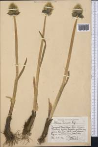 Allium semenovii Regel, Middle Asia, Western Tian Shan & Karatau (M3) (Kyrgyzstan)