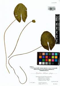 Nymphaea tetragona Georgi, Siberia, Central Siberia (S3) (Russia)