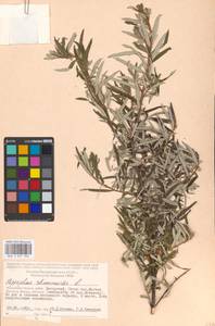 Hippophae rhamnoides L., Eastern Europe, Moscow region (E4a) (Russia)