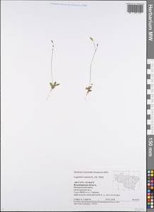 Crepis sancta subsp. sancta, Eastern Europe, Central region (E4) (Russia)