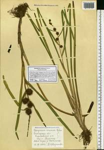 Sparganium emersum Rehmann, Eastern Europe, Northern region (E1) (Russia)