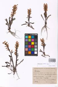 MHA 0 162 239, Pedicularis oederi, Siberia, Western Siberia (S1) (Russia)
