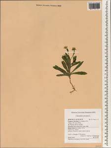 Calendula arvensis L., South Asia, South Asia (Asia outside ex-Soviet states and Mongolia) (ASIA) (Cyprus)