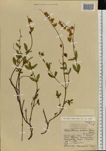 Helianthemum nummularium subsp. nummularium, Eastern Europe, Northern region (E1) (Russia)