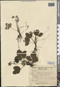 Fragaria vesca L., Eastern Europe, Central forest-and-steppe region (E6) (Russia)