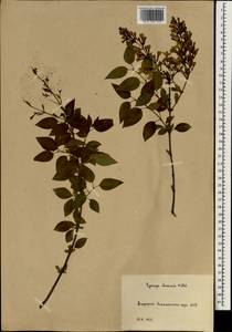 Syringa oblata subsp. oblata, South Asia, South Asia (Asia outside ex-Soviet states and Mongolia) (ASIA) (Russia)