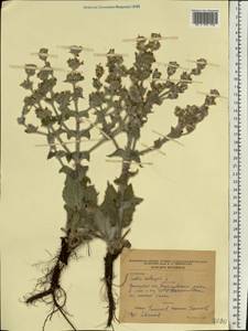 Salvia aethiopis L., Eastern Europe, South Ukrainian region (E12) (Ukraine)