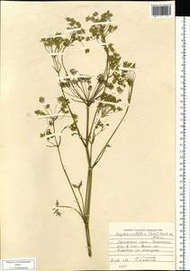 Ostericum viridiflorum (Turcz.) Kitag., Siberia, Russian Far East (S6) (Russia)