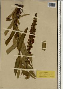 Digitalis ferruginea L., South Asia, South Asia (Asia outside ex-Soviet states and Mongolia) (ASIA) (Turkey)