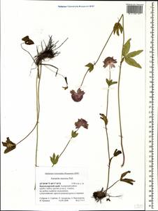 Astrantia maxima Pall., Caucasus, Krasnodar Krai & Adygea (K1a) (Russia)