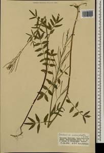Cardamine macrophylla Willd., Mongolia (MONG) (Mongolia)