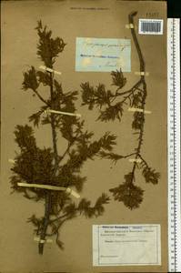 Juniperus communis L., Eastern Europe, Central forest region (E5) (Russia)