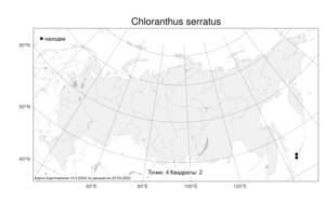 Chloranthus serratus (Thunb.) Roem. & Schult., Atlas of the Russian Flora (FLORUS) (Russia)