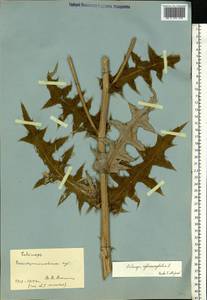 Echinops sphaerocephalus L., Eastern Europe, South Ukrainian region (E12) (Ukraine)