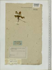 Potentilla acaulis L., Siberia (no precise locality) (S0) (Russia)