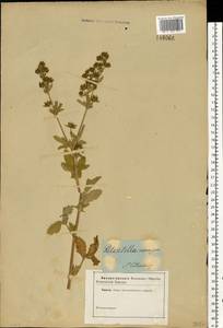 Potentilla norvegica L., Eastern Europe, North-Western region (E2) (Russia)