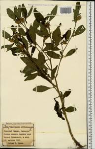 Carpesium cernuum L., Caucasus, Stavropol Krai, Karachay-Cherkessia & Kabardino-Balkaria (K1b) (Russia)