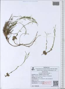 Arabidopsis lyrata subsp. petraea (L.) O'Kane & Al-Shehbaz, Siberia, Russian Far East (S6) (Russia)
