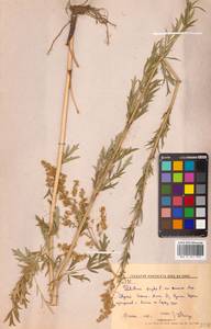 Thalictrum simplex L., Siberia, Russian Far East (S6) (Russia)