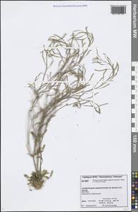 Arabidopsis septentrionalis (N. Busch) D. A. German, Siberia, Central Siberia (S3) (Russia)