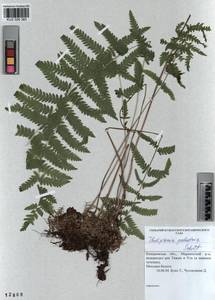 Thelypteris palustris (Salisb.) Schott, Siberia, Altai & Sayany Mountains (S2) (Russia)